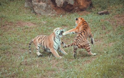 Les commandements paradoxaux