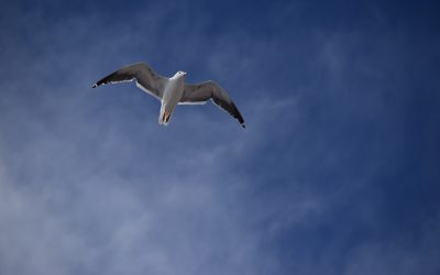 La liberté du présent